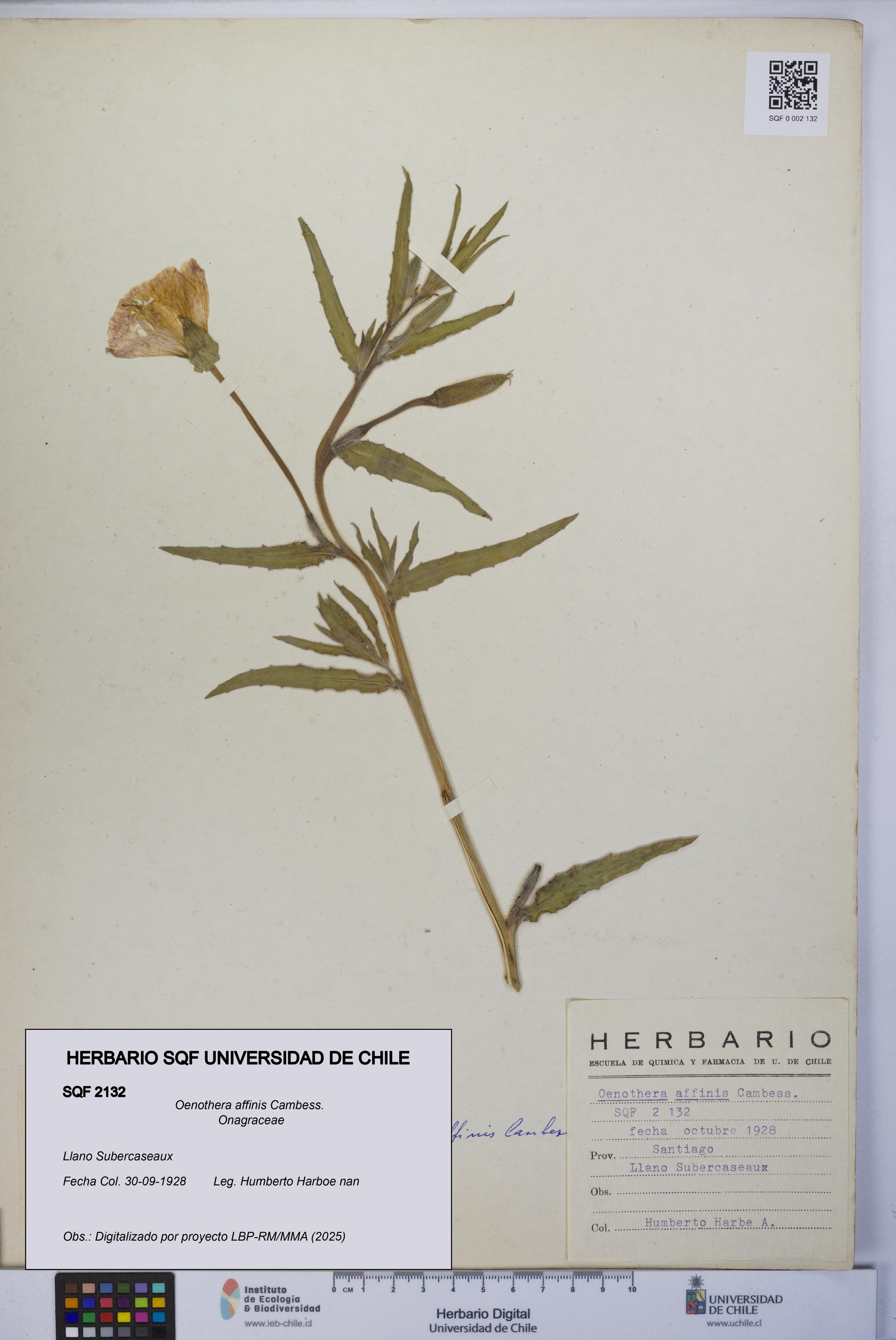 Oenothera affinis [Espécimen: UCH:SQF:0002132]