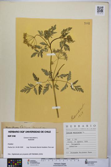 Conium maculatum [Espécimen: UCH:SQF:0002182]