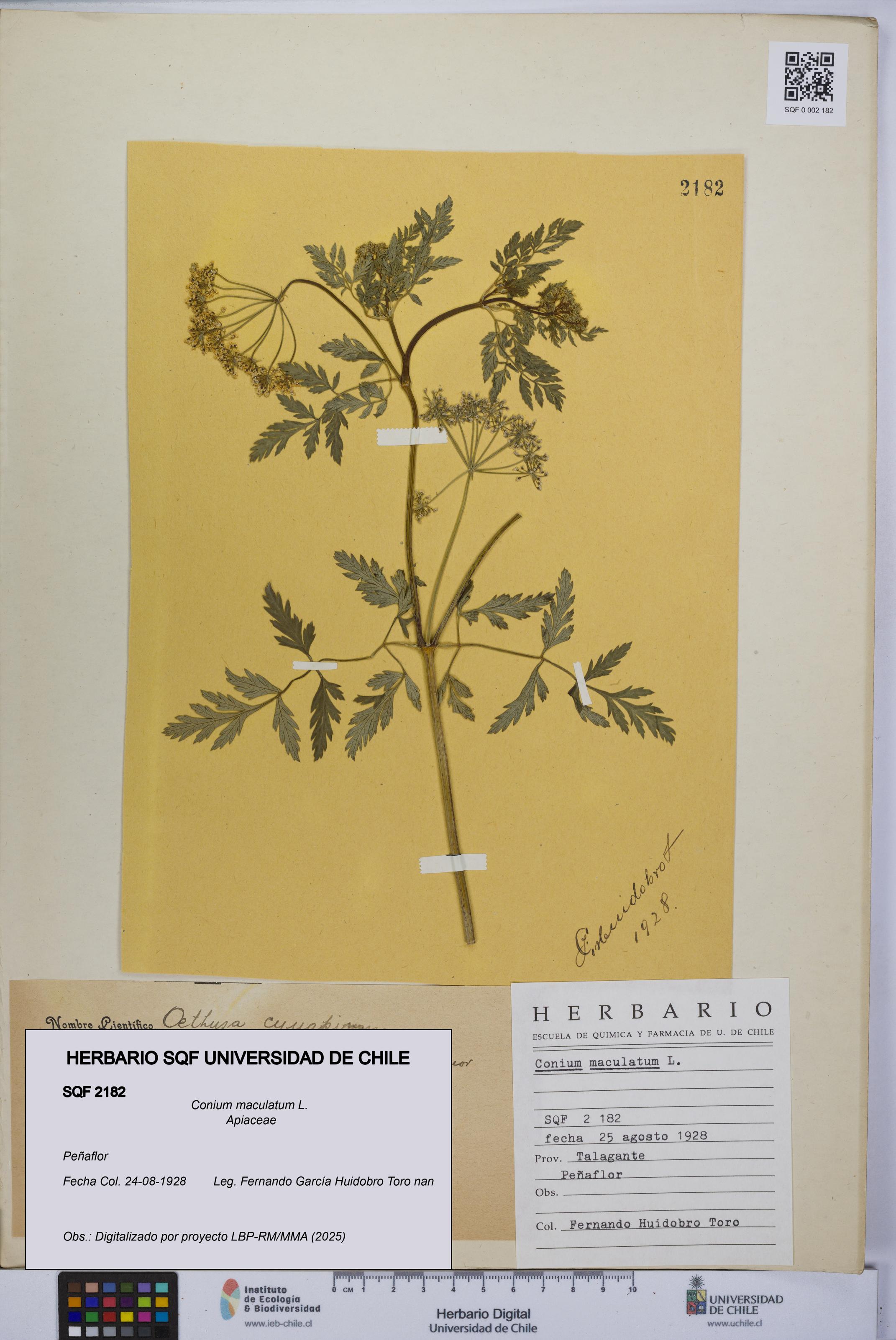Conium maculatum [Espécimen: UCH:SQF:0002182]
