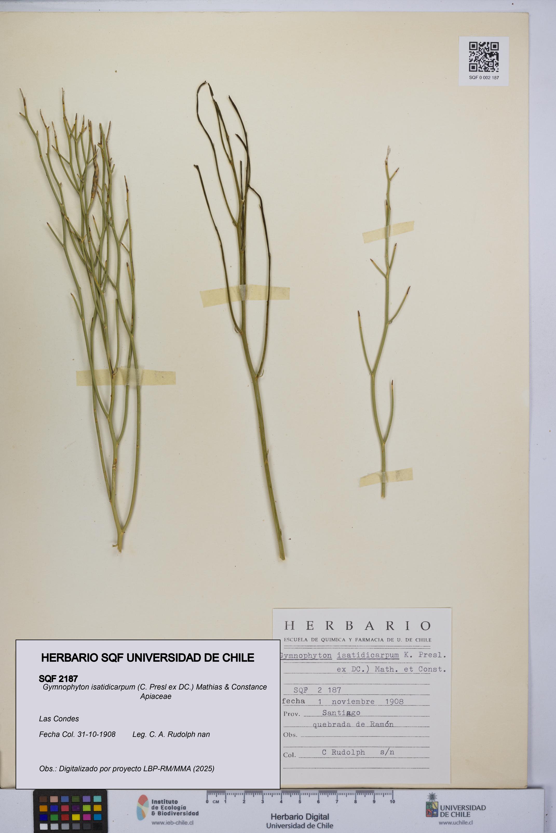 Gymnophyton isatidicarpum [Espécimen: UCH:SQF:0002187]