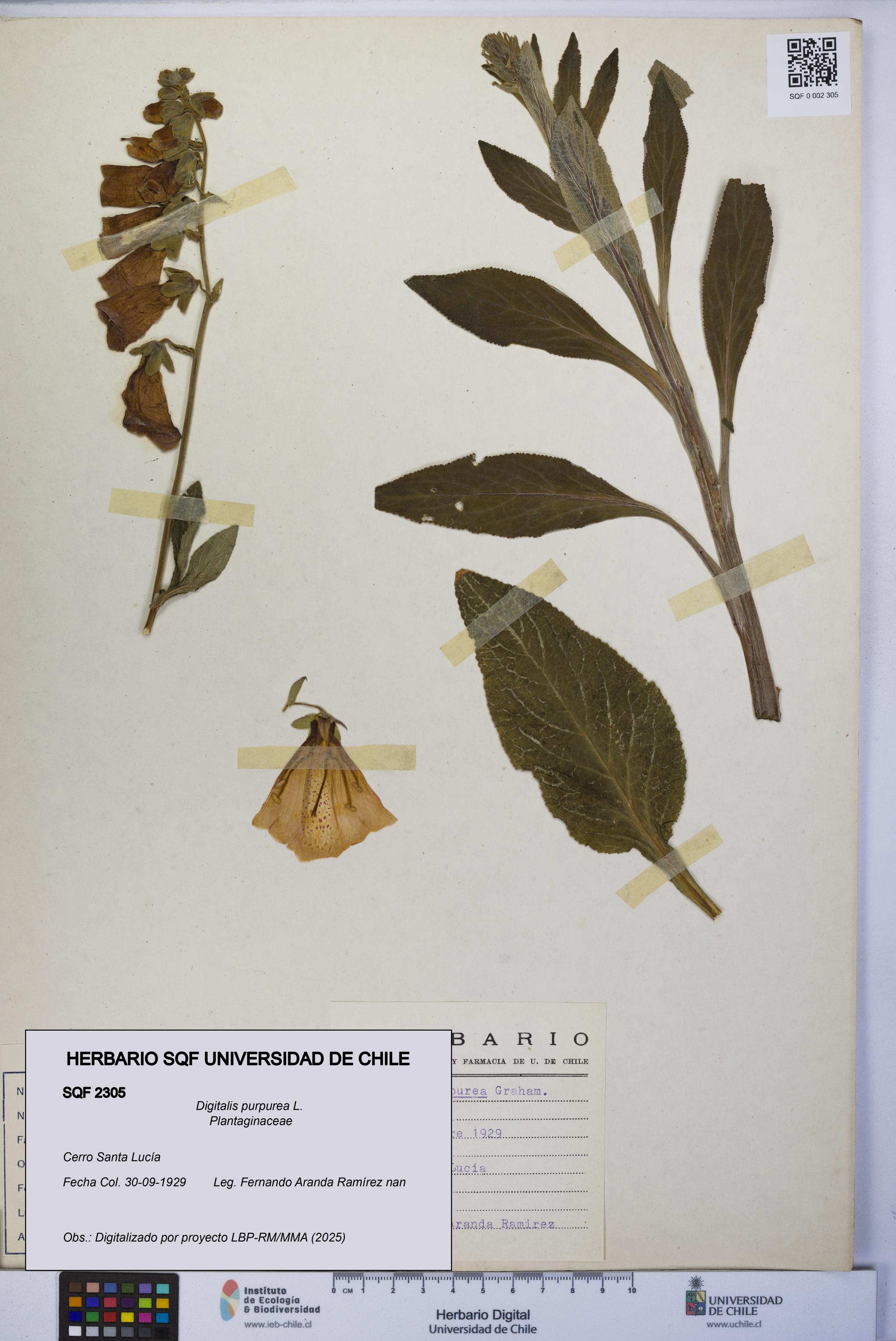 Digitalis purpurea [Espécimen: UCH:SQF:0002305]