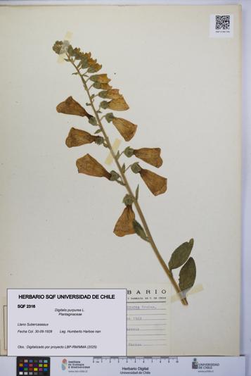 Digitalis purpurea [Espécimen: UCH:SQF:0002316]