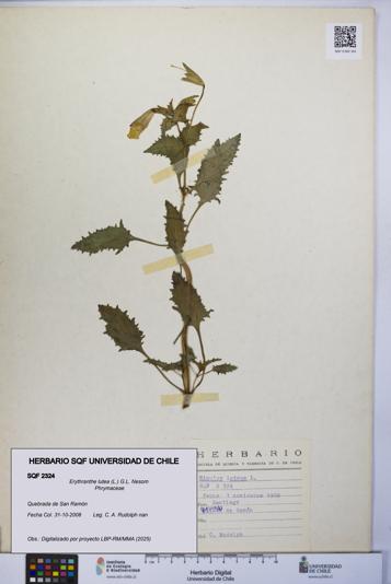 Erythranthe lutea [Espécimen: UCH:SQF:0002324]