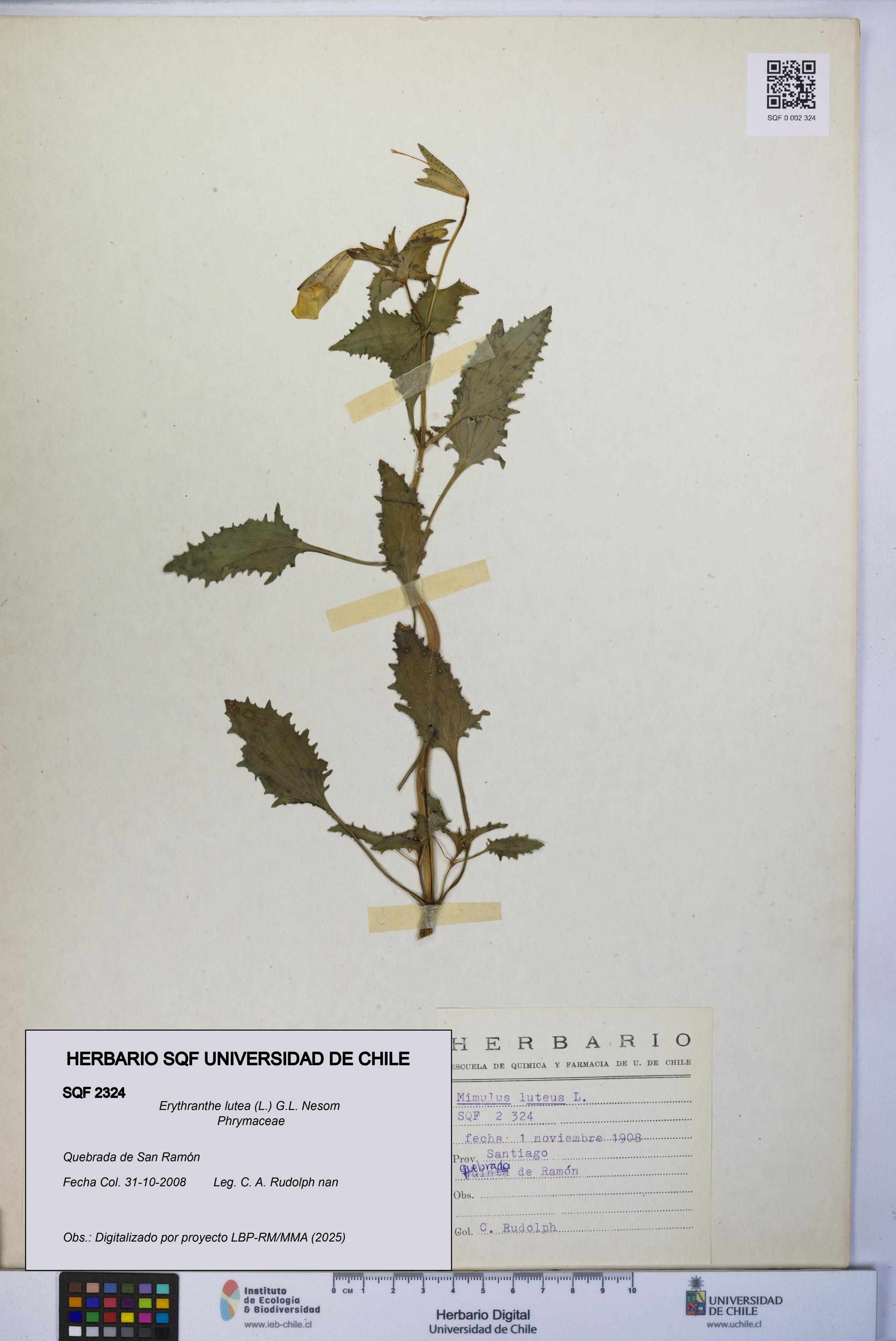 Erythranthe lutea [Espécimen: UCH:SQF:0002324]