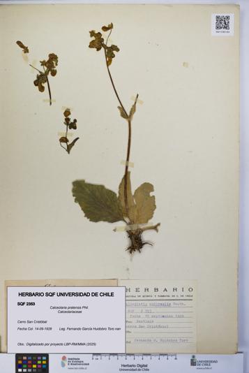 Calceolaria pratensis [Espécimen: UCH:SQF:0002353]