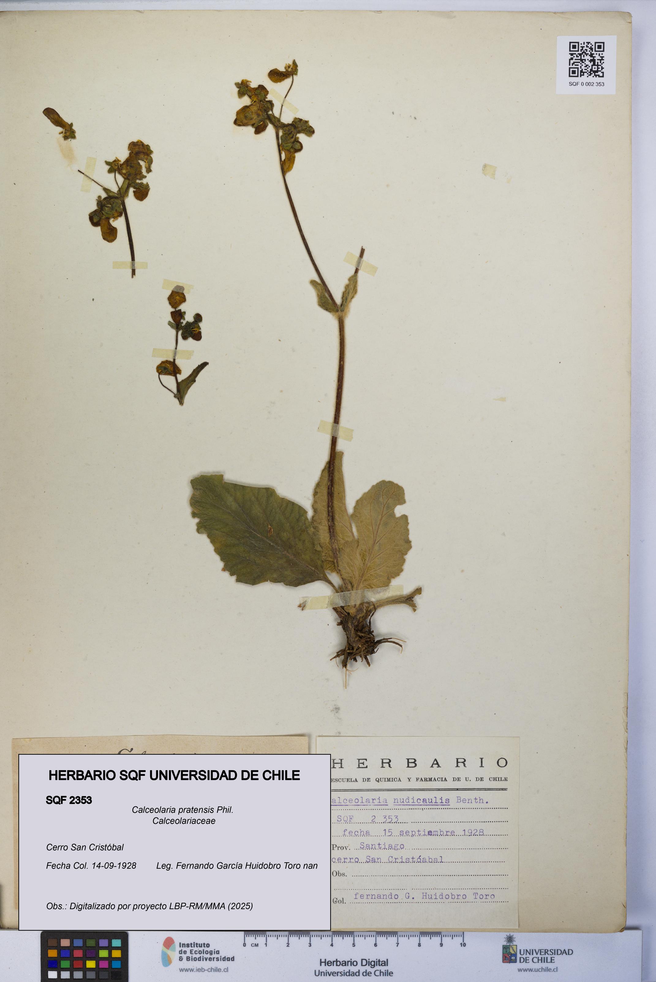 Calceolaria pratensis [Espécimen: UCH:SQF:0002353]