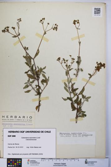 Calceolaria ascendens [Espécimen: UCH:SQF:0002365]