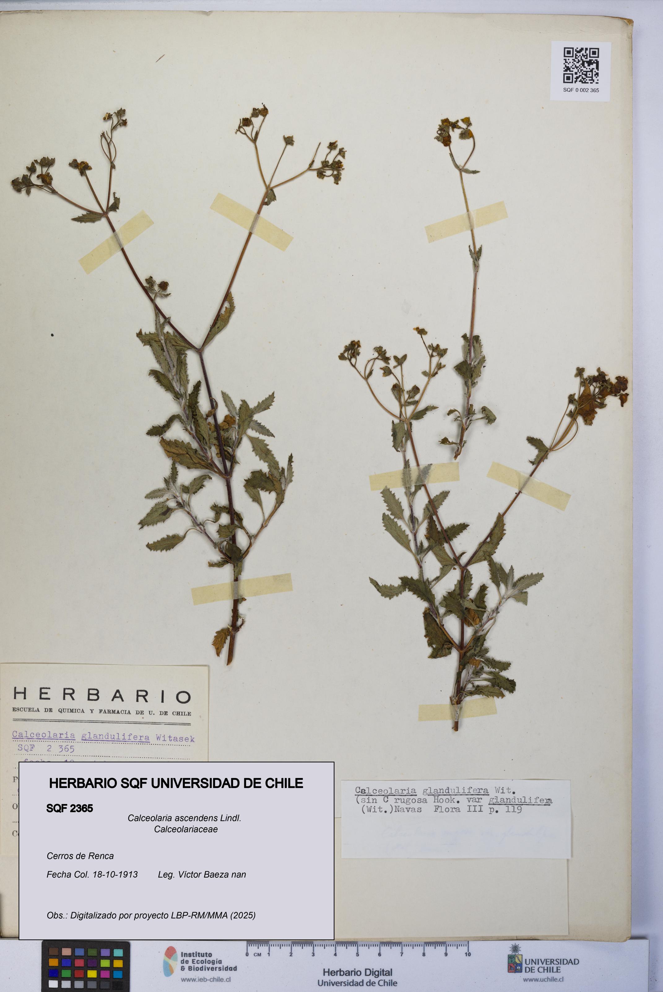 Calceolaria ascendens [Espécimen: UCH:SQF:0002365]