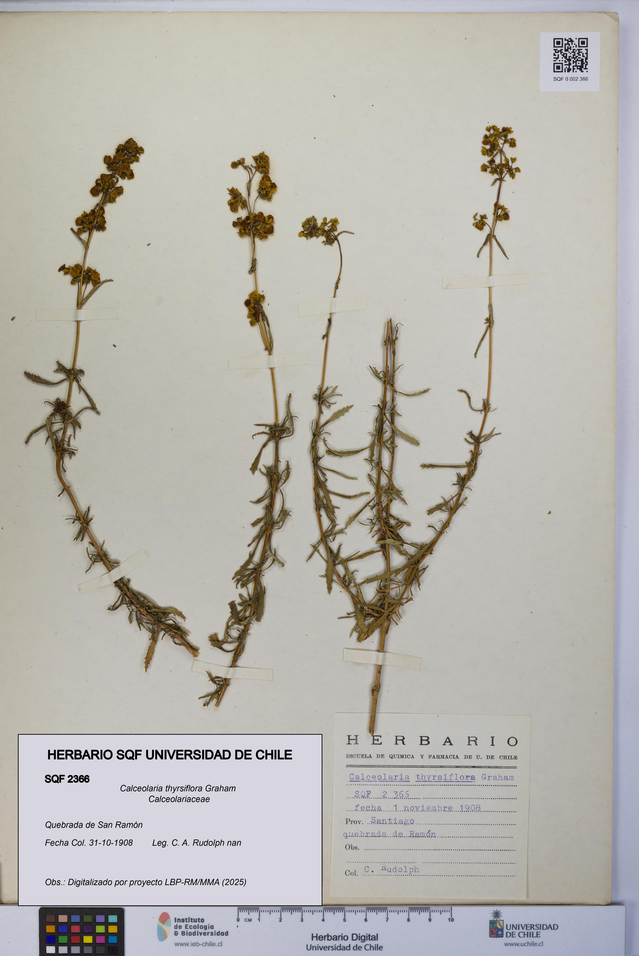 Calceolaria thyrsiflora [Espécimen: UCH:SQF:0002366]