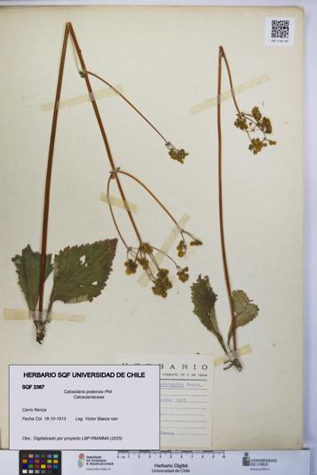 Calceolaria pratensis [Espécimen: UCH:SQF:0002367]