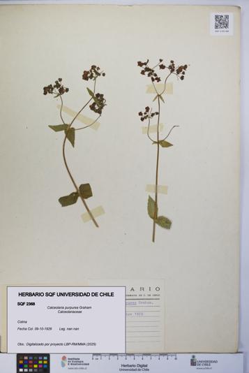 Calceolaria purpurea [Espécimen: UCH:SQF:0002368]
