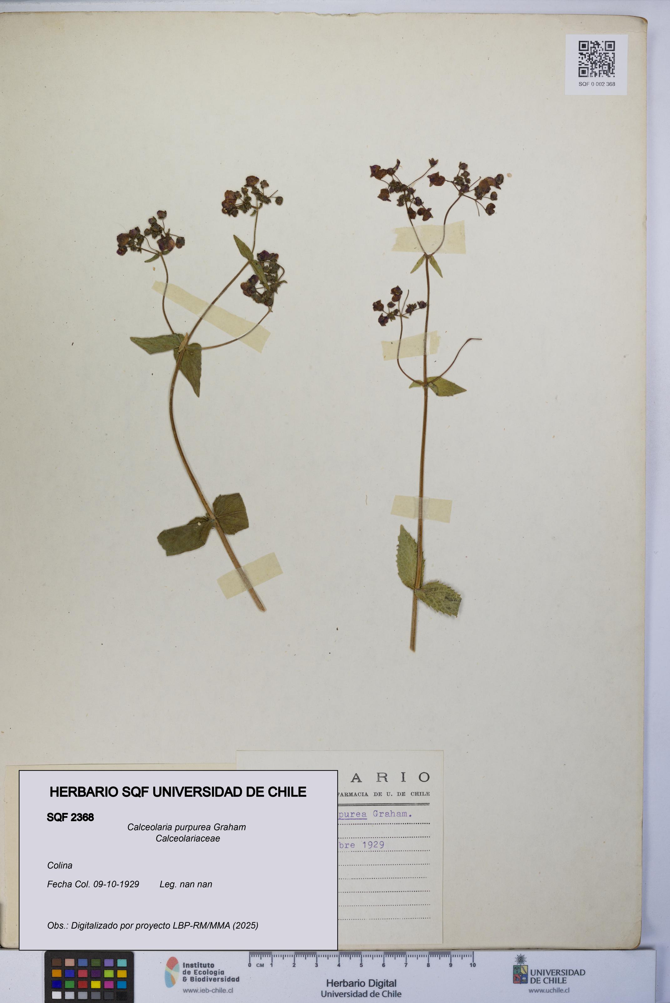 Calceolaria purpurea [Espécimen: UCH:SQF:0002368]