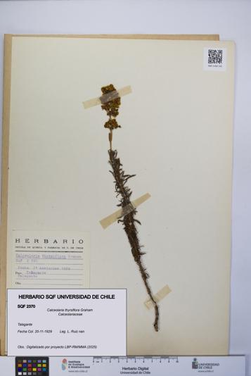 Calceolaria thyrsiflora [Espécimen: UCH:SQF:0002370]