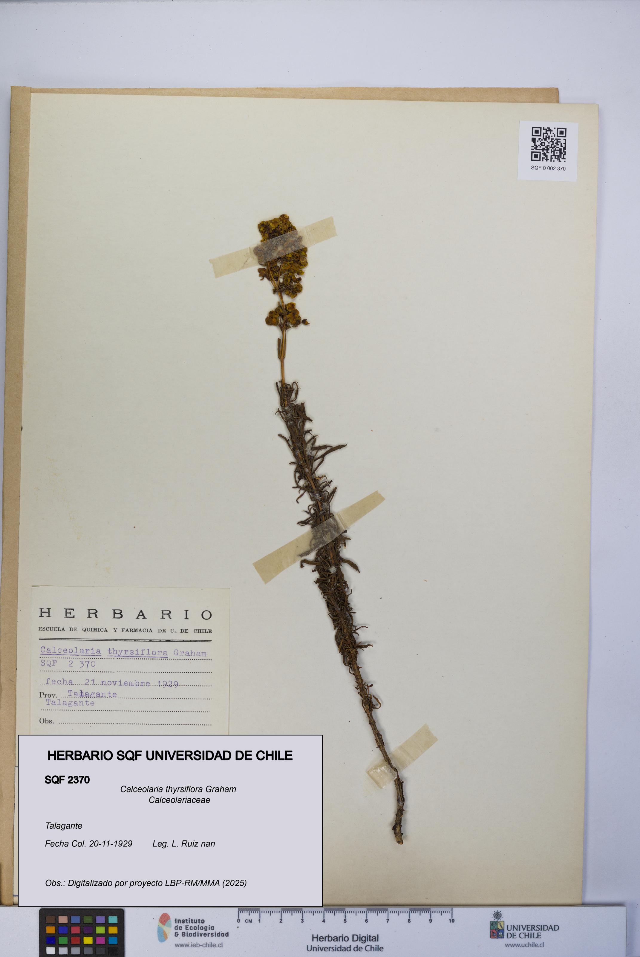 Calceolaria thyrsiflora [Espécimen: UCH:SQF:0002370]