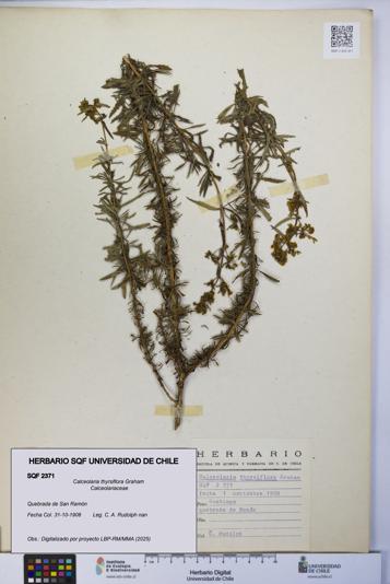 Calceolaria thyrsiflora [Espécimen: UCH:SQF:0002371]