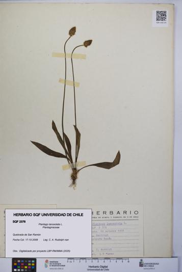 Plantago lanceolata [Espécimen: UCH:SQF:0002376]