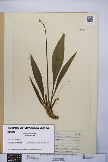 Plantago lanceolata [Espécimen: UCH:SQF:0002385]