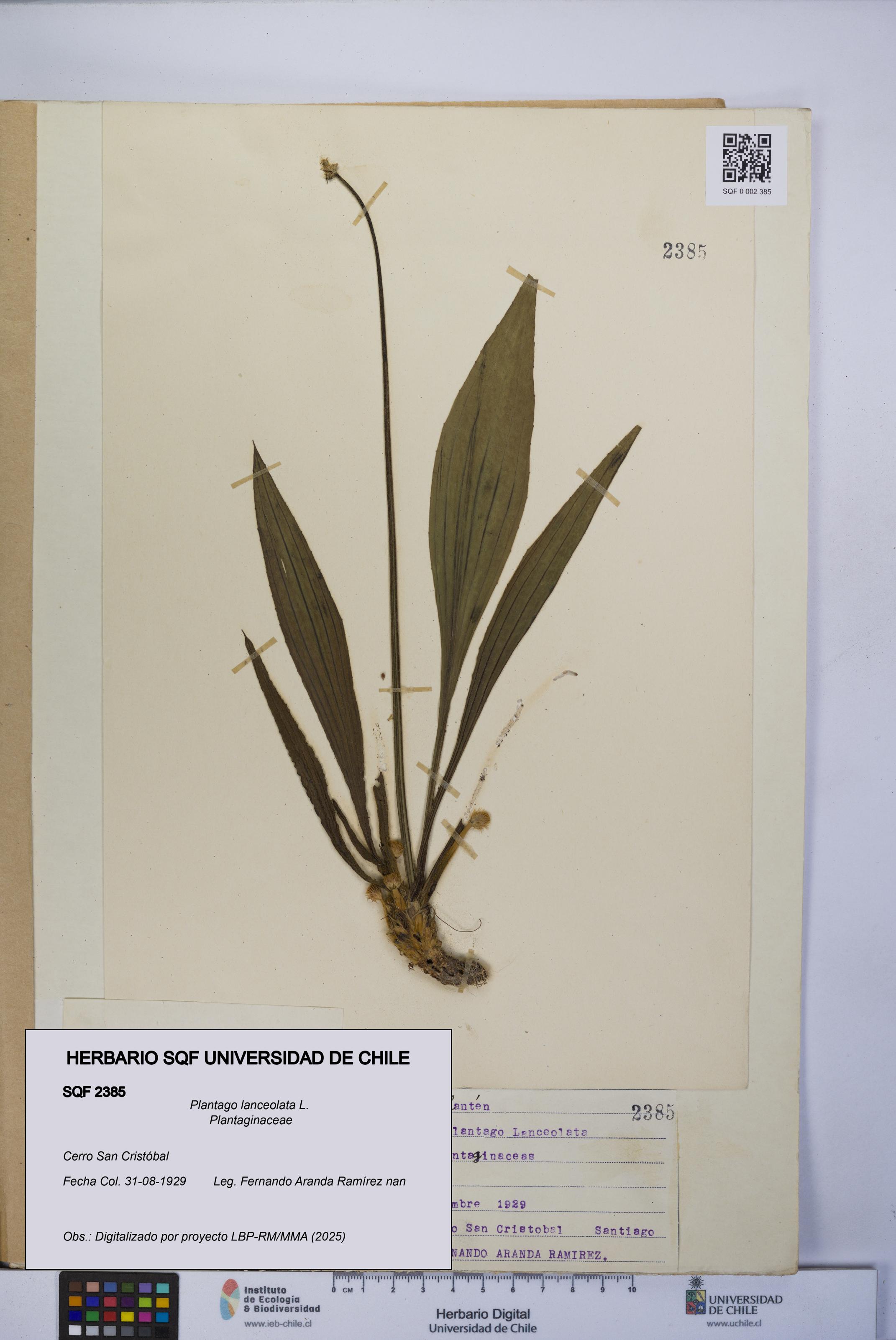 Plantago lanceolata [Espécimen: UCH:SQF:0002385]