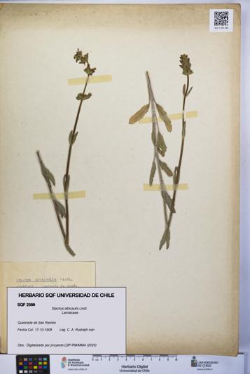 Stachys albicaulis [Espécimen: UCH:SQF:0002389]