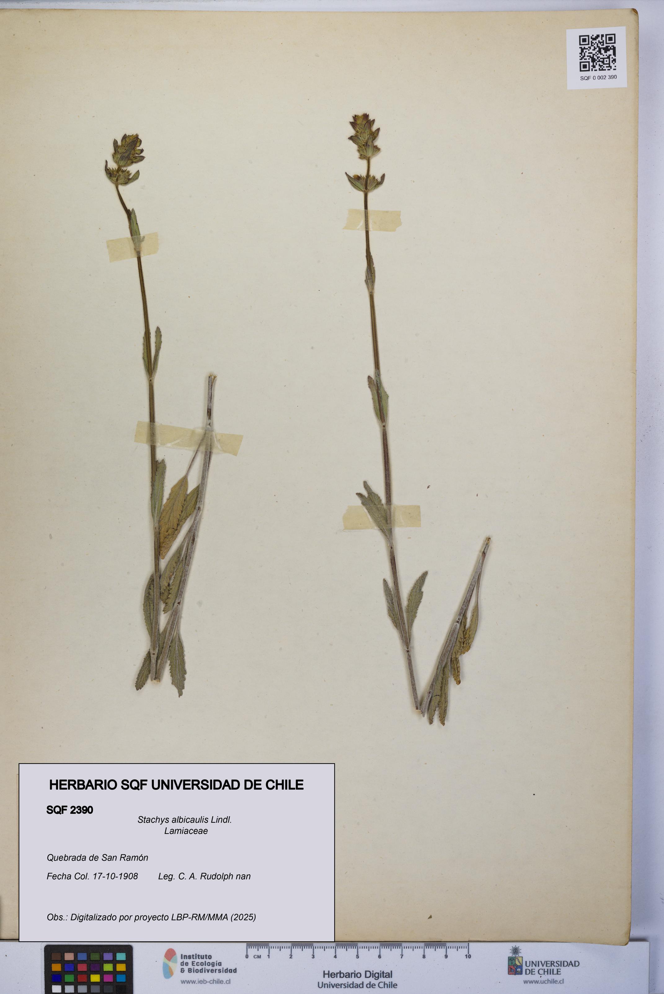 Stachys albicaulis [Espécimen: UCH:SQF:0002390]