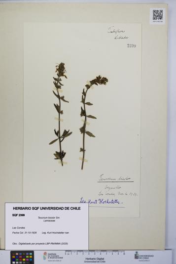 Teucrium bicolor [Espécimen: UCH:SQF:0002399]