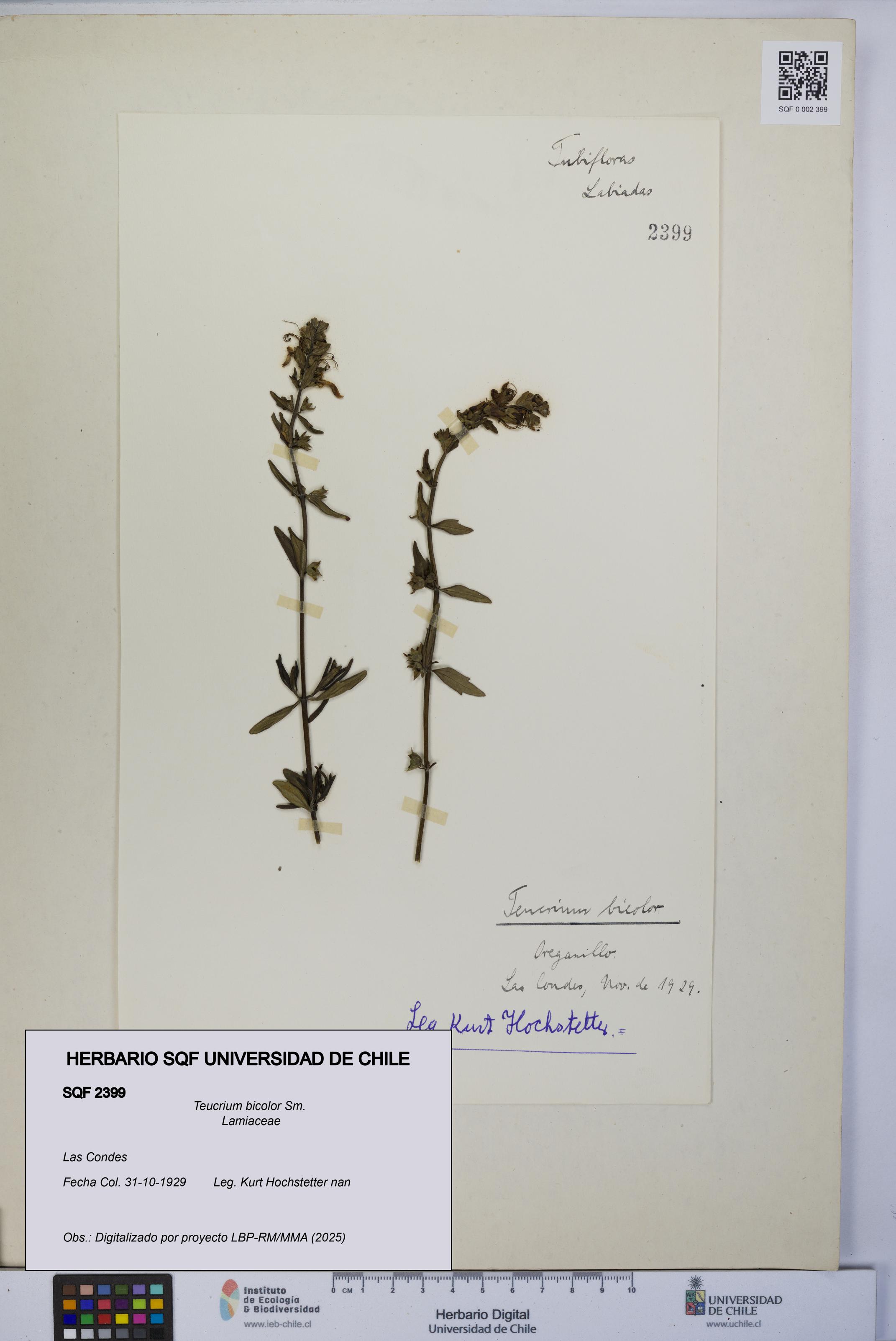 Teucrium bicolor [Espécimen: UCH:SQF:0002399]