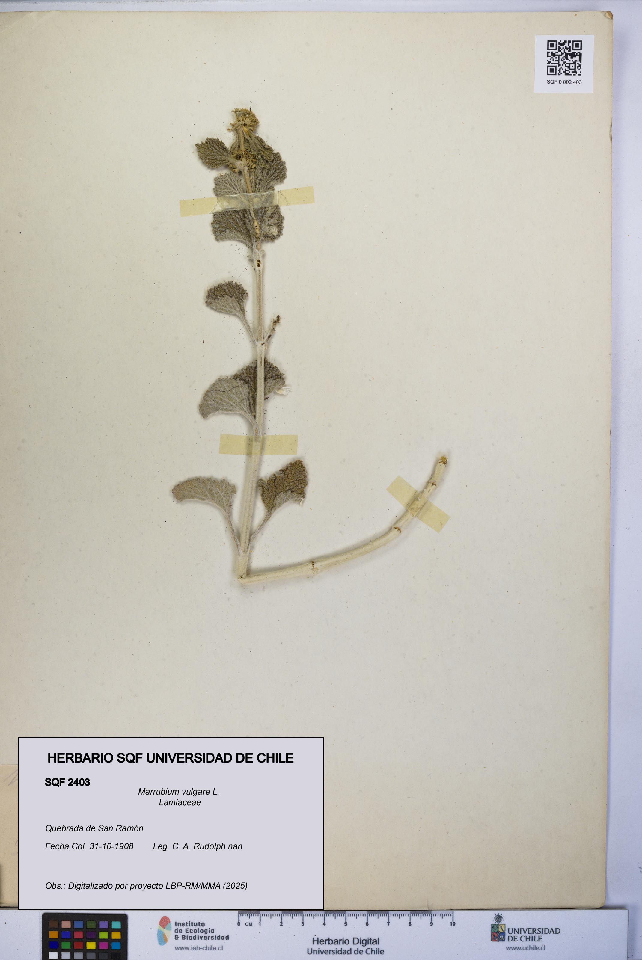 Marrubium vulgare [Espécimen: UCH:SQF:0002403]