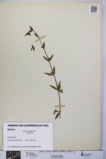 Teucrium bicolor [Espécimen: UCH:SQF:0002410]
