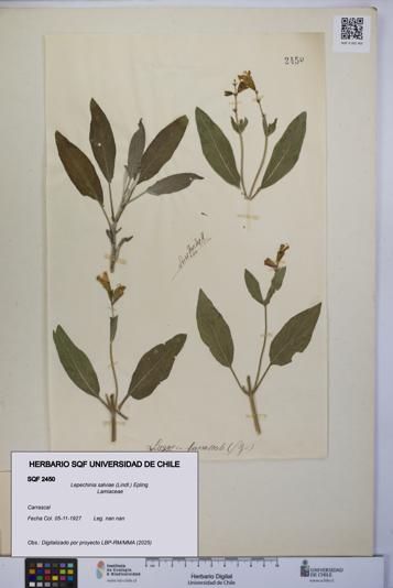 Lepechinia salviae [Espécimen: UCH:SQF:0002450]