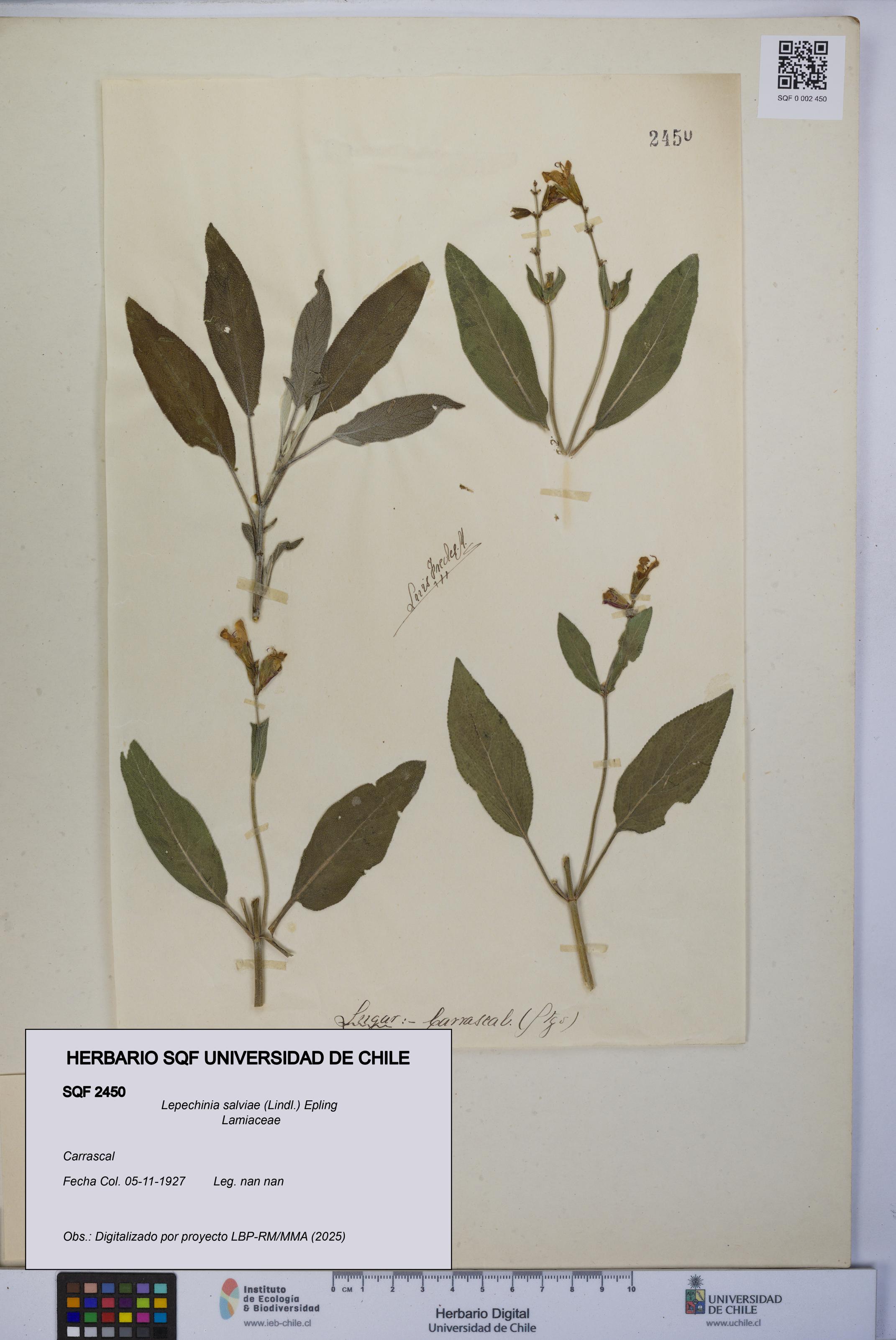 Lepechinia salviae [Espécimen: UCH:SQF:0002450]