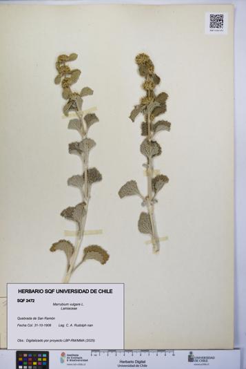 Marrubium vulgare [Espécimen: UCH:SQF:0002472]