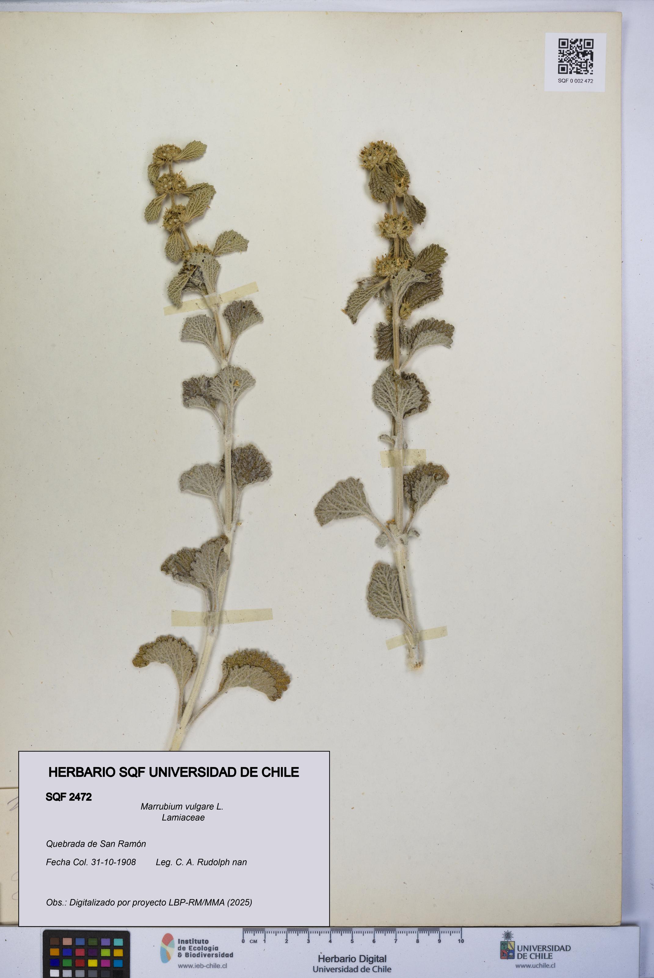 Marrubium vulgare [Espécimen: UCH:SQF:0002472]