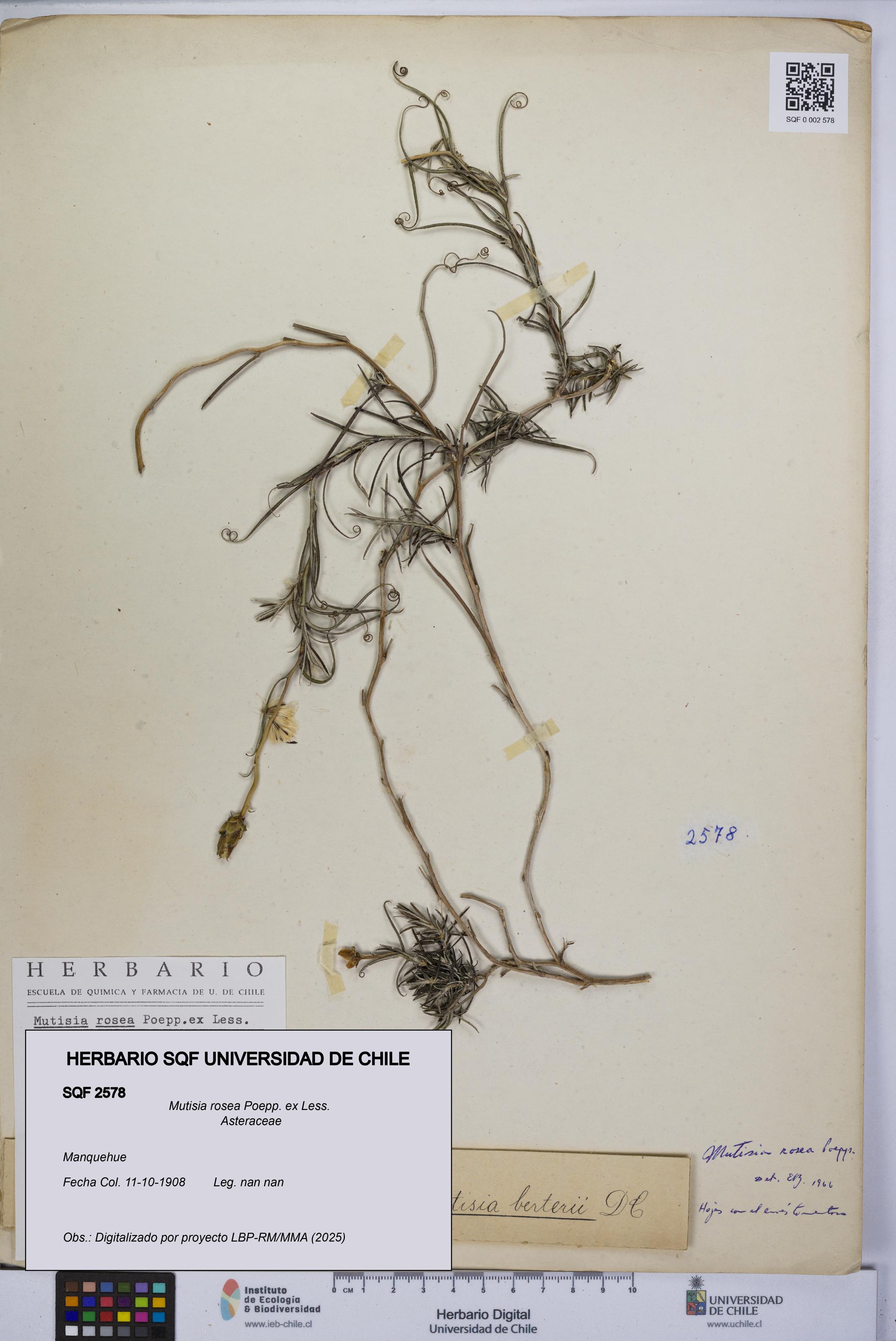 Mutisia rosea [Espécimen: UCH:SQF:0002578]