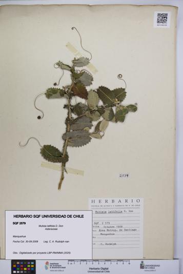 Mutisia latifolia [Espécimen: UCH:SQF:0002579]