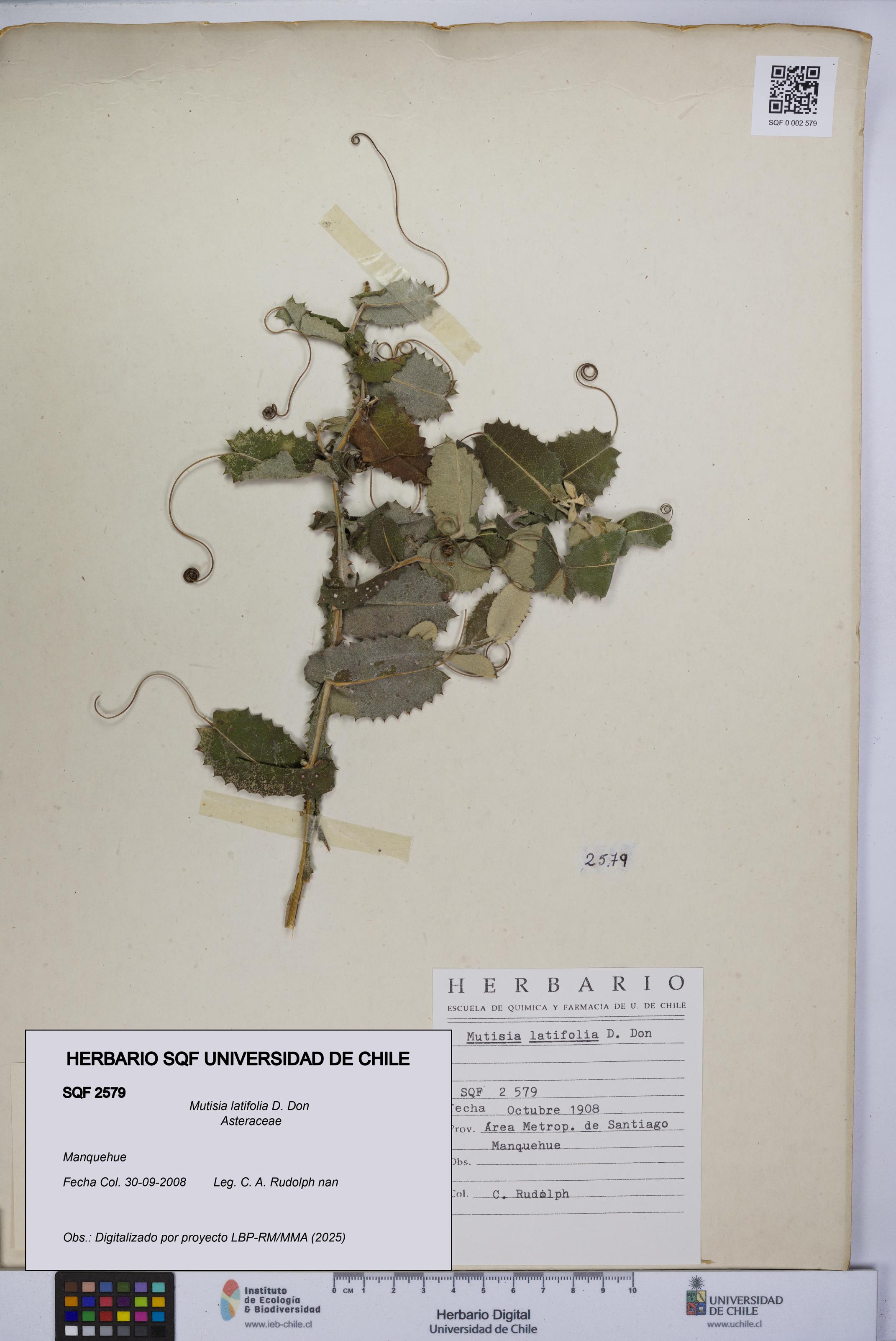 Mutisia latifolia [Espécimen: UCH:SQF:0002579]