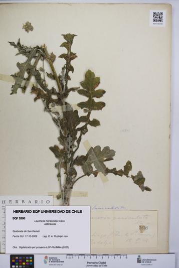 Leucheria hieracioides [Espécimen: UCH:SQF:0002605]