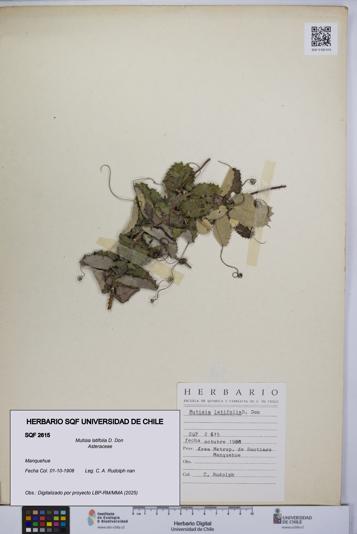 Mutisia latifolia [Espécimen: UCH:SQF:0002615]