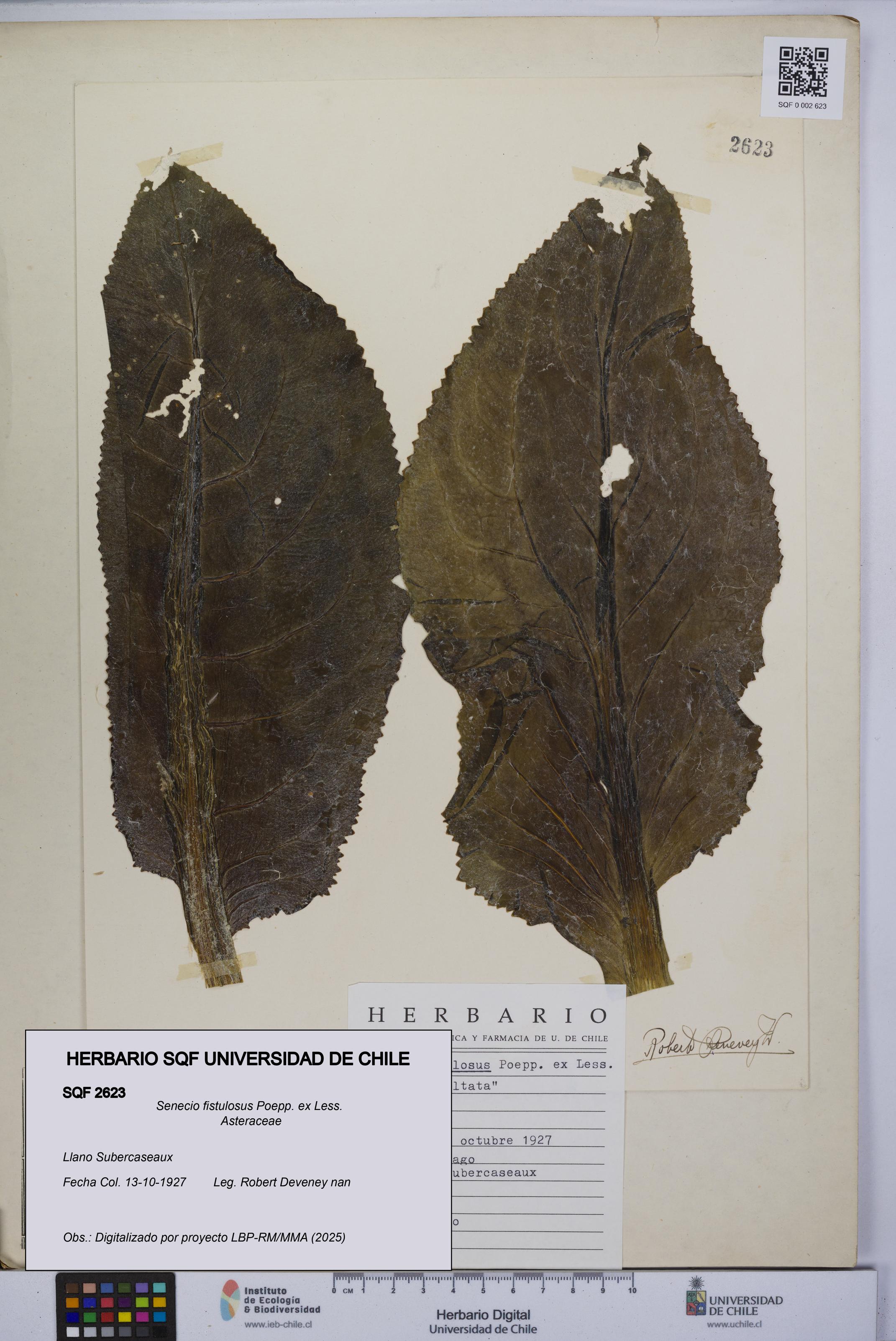 Senecio fistulosus [Espécimen: UCH:SQF:0002623]