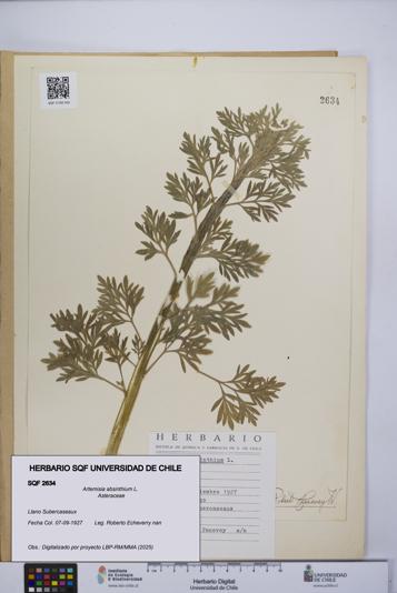 Artemisia absinthium [Espécimen: UCH:SQF:0002634]