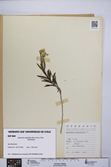 Baccharis salicifolia [Espécimen: UCH:SQF:0002640]