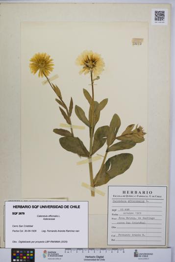 Calendula officinalis [Espécimen: UCH:SQF:0002678]