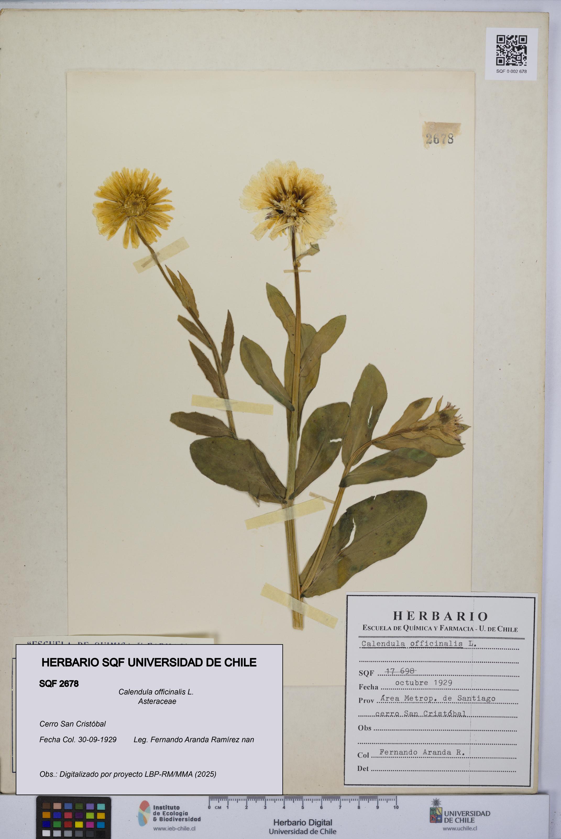 Calendula officinalis [Espécimen: UCH:SQF:0002678]