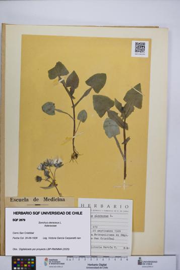 Sonchus oleraceus [Espécimen: UCH:SQF:0002679]