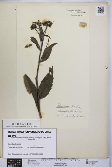 Austroflourensia thurifera [Espécimen: UCH:SQF:0002770]