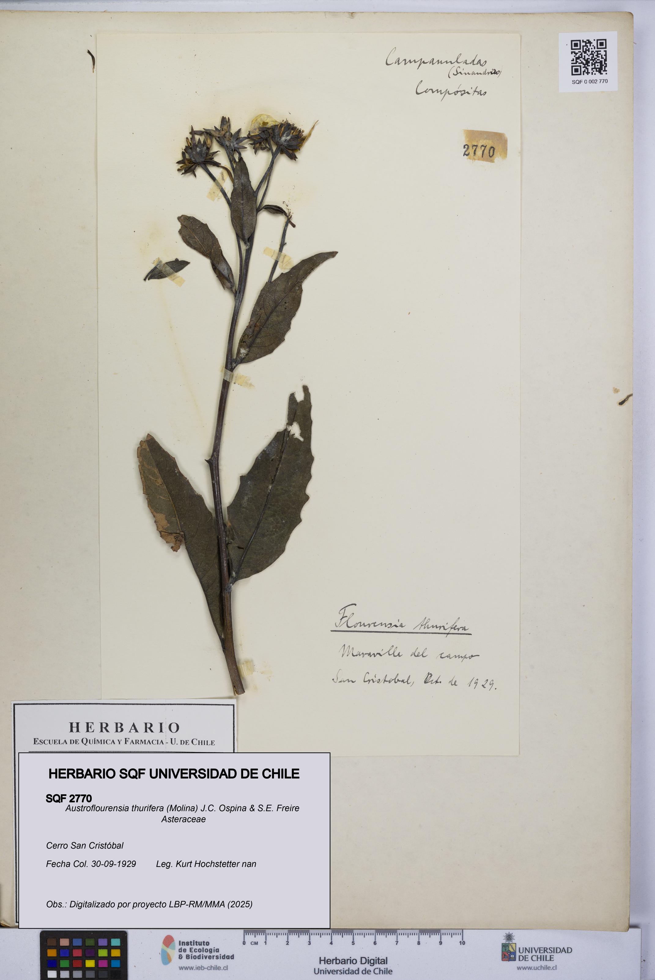 Austroflourensia thurifera [Espécimen: UCH:SQF:0002770]