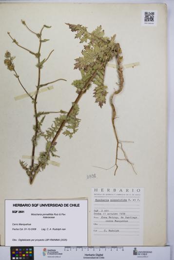 Moscharia pinnatifida [Espécimen: UCH:SQF:0002831]