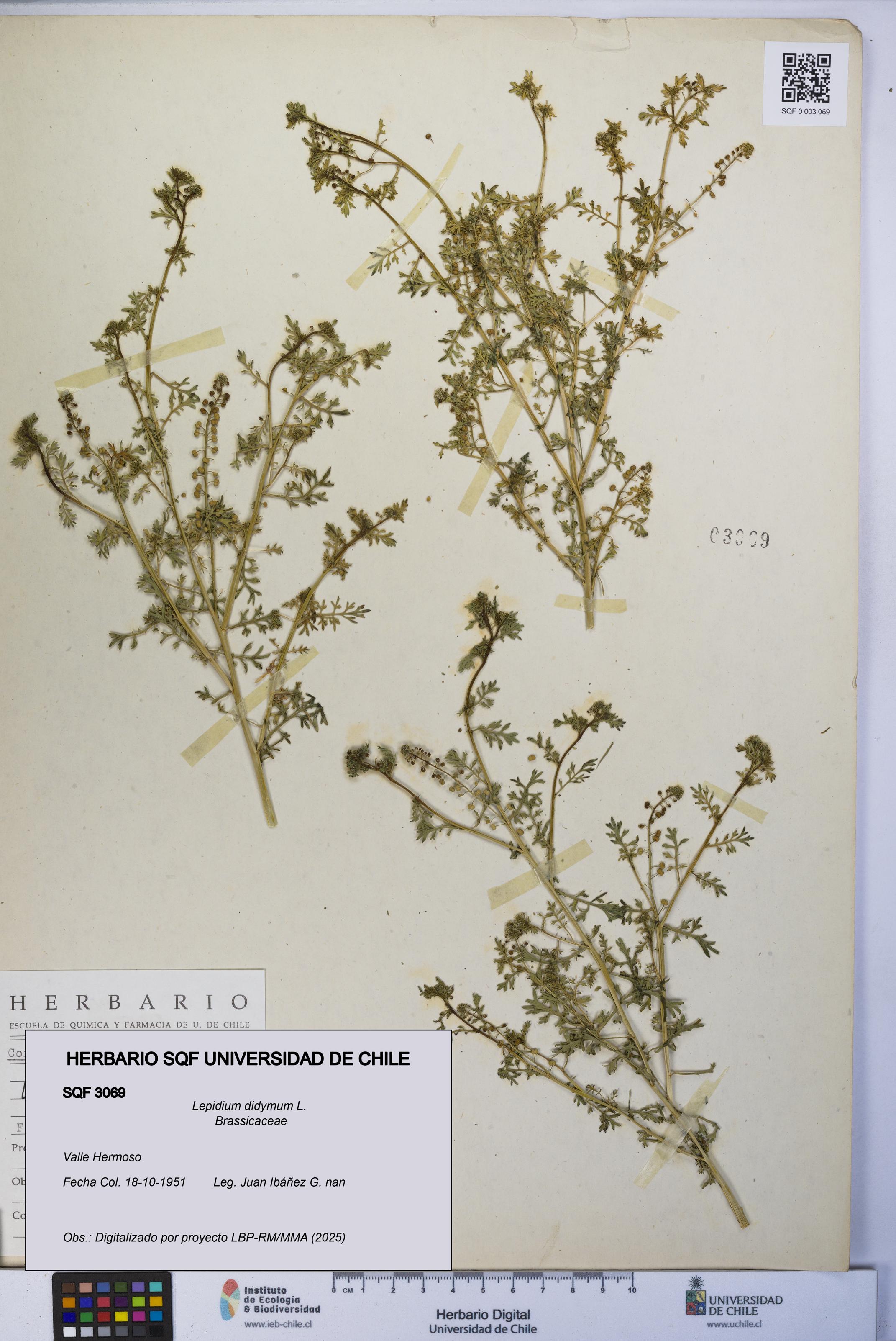 Lepidium didymum [Espécimen: UCH:SQF:0003069]