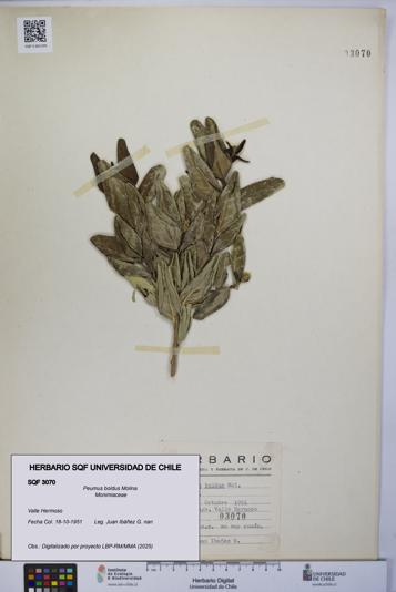 Peumus boldus [Espécimen: UCH:SQF:0003070]