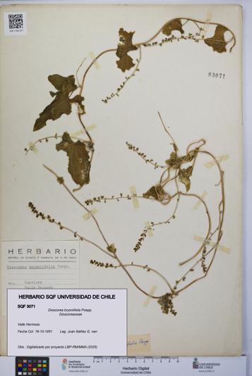 Dioscorea bryoniifolia [Espécimen: UCH:SQF:0003071]