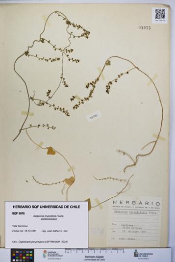 Dioscorea bryoniifolia [Espécimen: UCH:SQF:0003075]